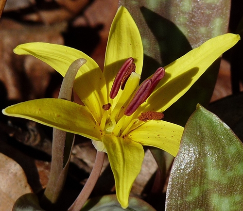 {Erythronium americanum ssp. harperi}